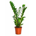 Zamioculcas - 90 - 110cm Hoog