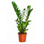 Zamioculcas - 90 - 110cm Hoog