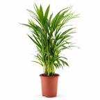 Areca - 70 - 90cm Hoog
