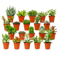 Mix mini vetplanten - 20 stuks