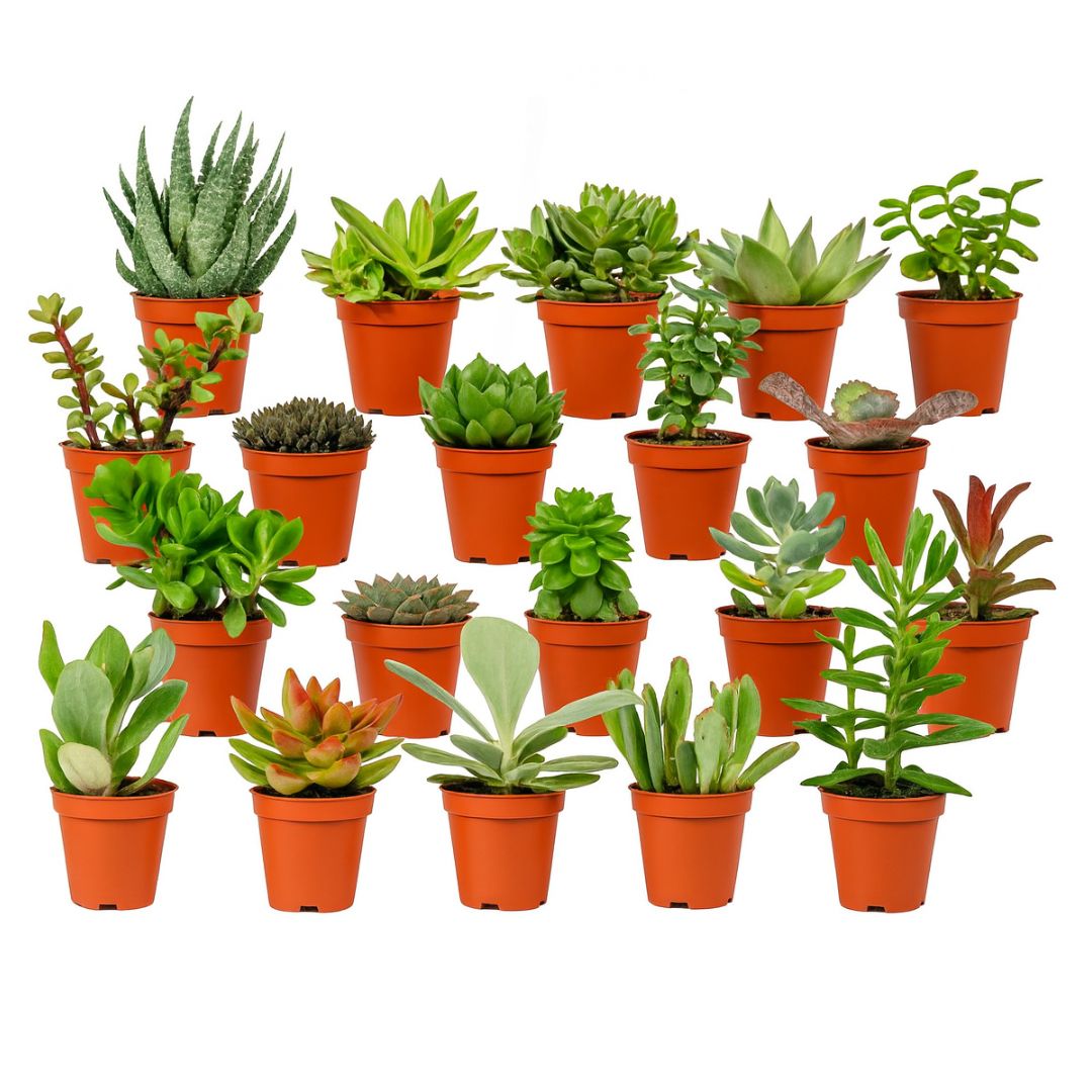 Mix mini vetplanten - 20 stuks
