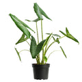 Alocasia Zebrina - 80-100 cm Hoog