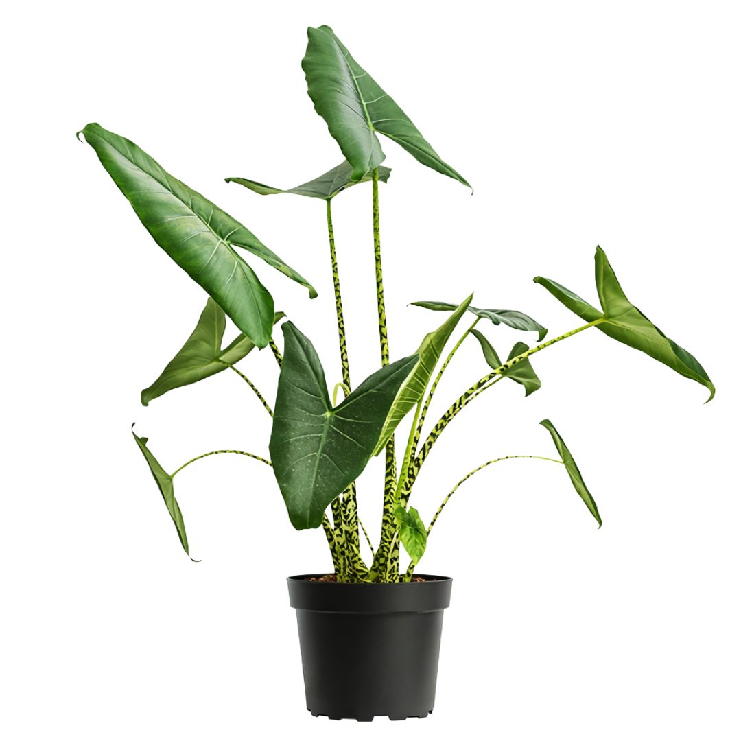 Alocasia Zebrina - 80-100 cm Hoog