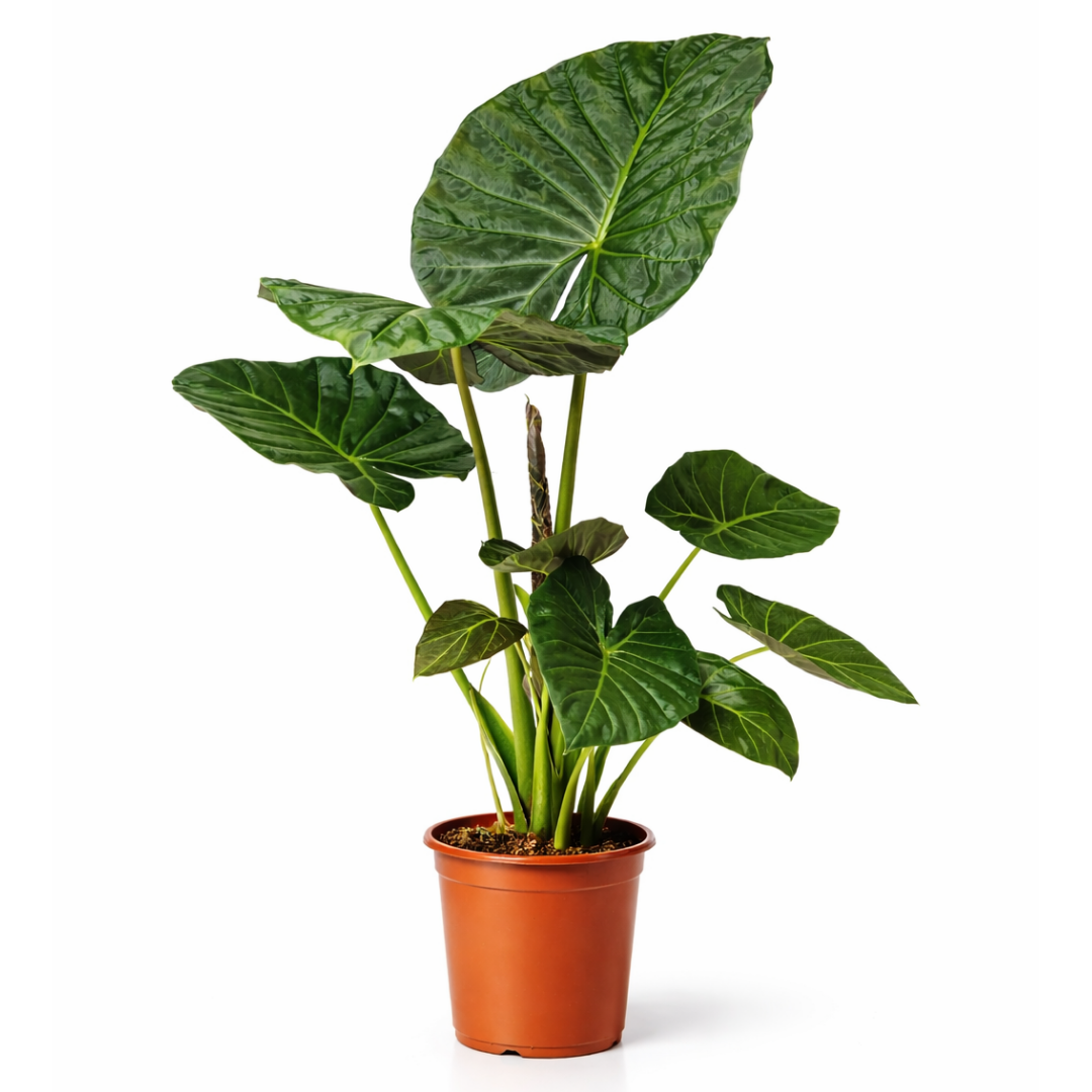 Alocasia Regal Shield - 80 - 100cm Hoog
