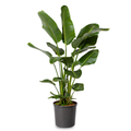 Strelitzia Nicolai - 100 - 120cm Hoog
