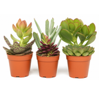 Mix mini vetplanten - 6 stuks