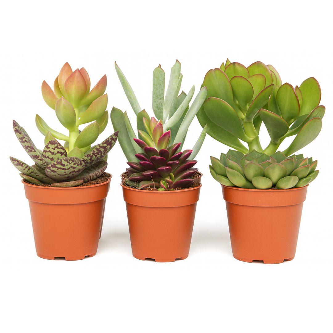 Mix mini vetplanten - 6 stuks