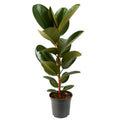 Ficus Elastica Robusta - 90 - 110 cm Hoog