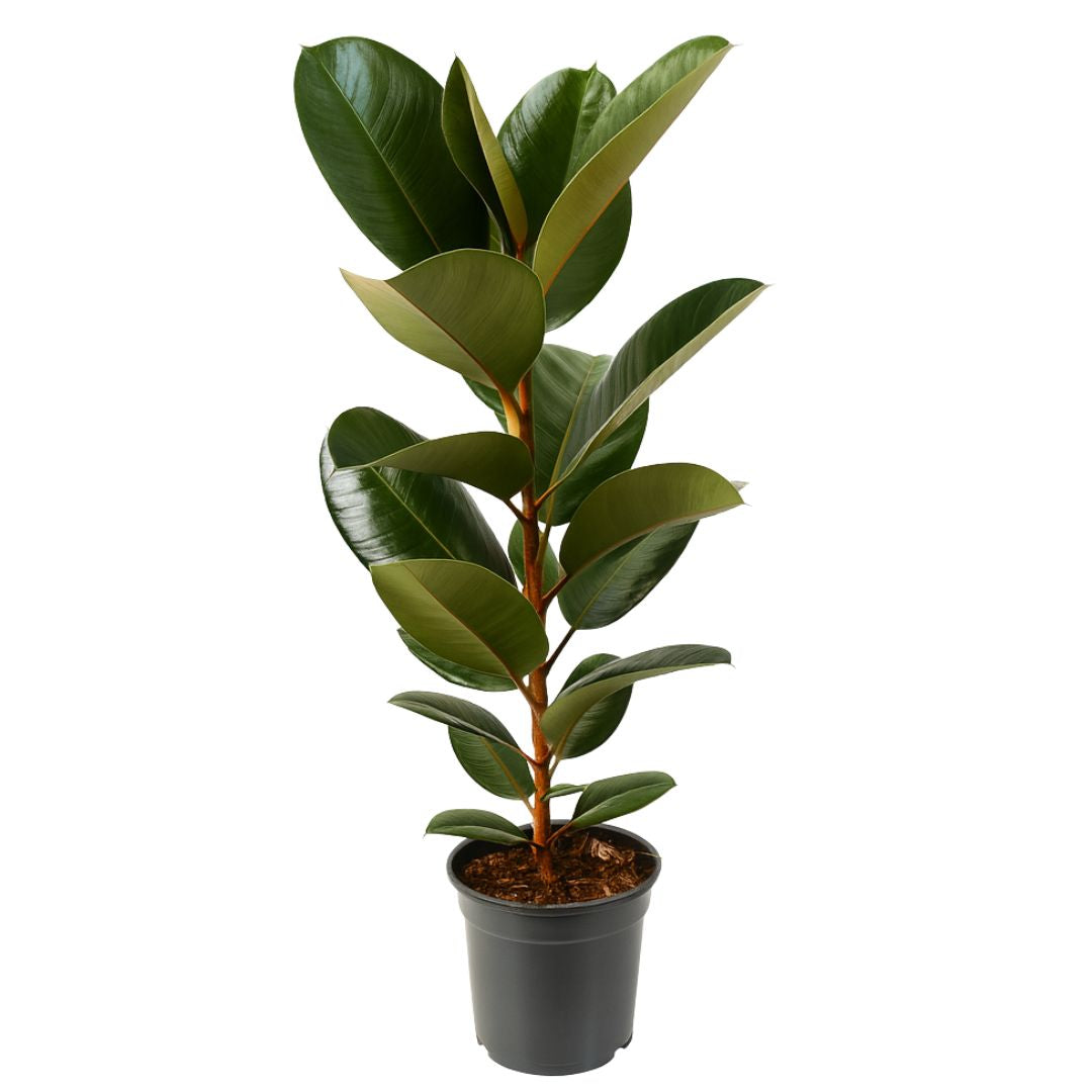 Ficus Elastica Robusta - 90 - 110 cm Hoog
