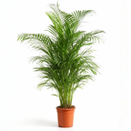 Areca - 120 - 140cm Hoog