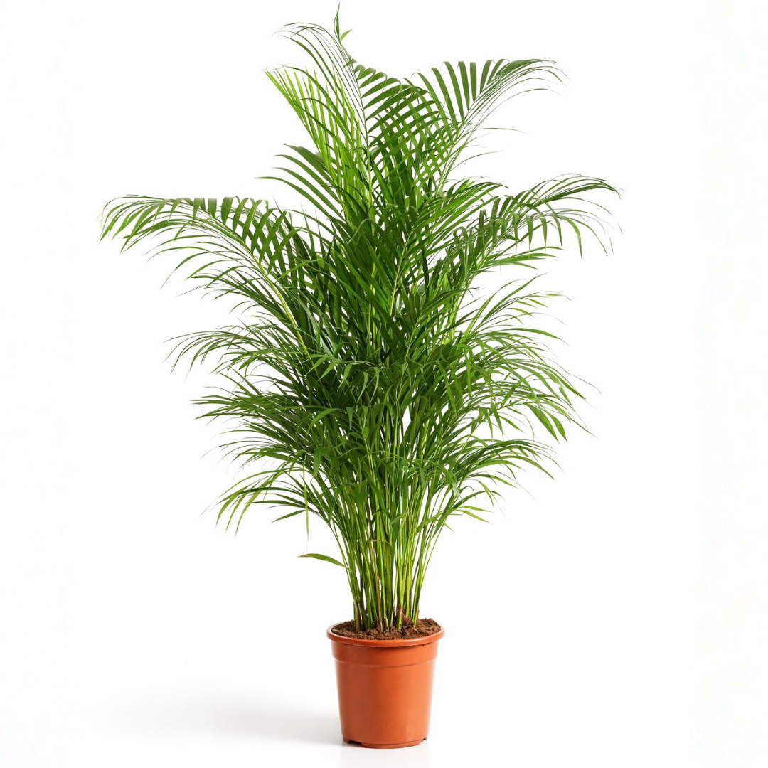 Areca - 120 - 140cm Hoog