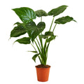 Alocasia Cucullata - 60-80 cm Hoog