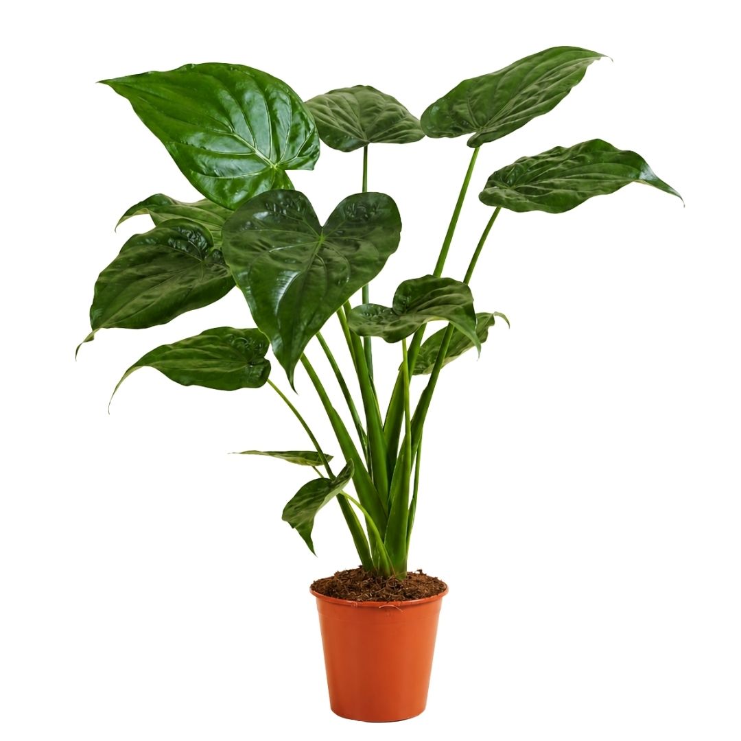 Alocasia Cucullata - 60-80 cm Hoog