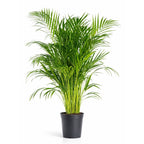 Areca - 100- 120cm Hoog