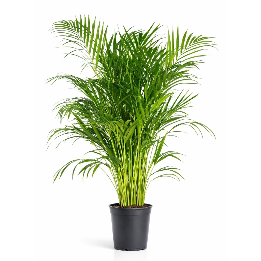 Areca - 100- 120cm Hoog