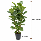 Ficus Lyrata - Potmaat 27 cm - Hoogte 140-160 cm