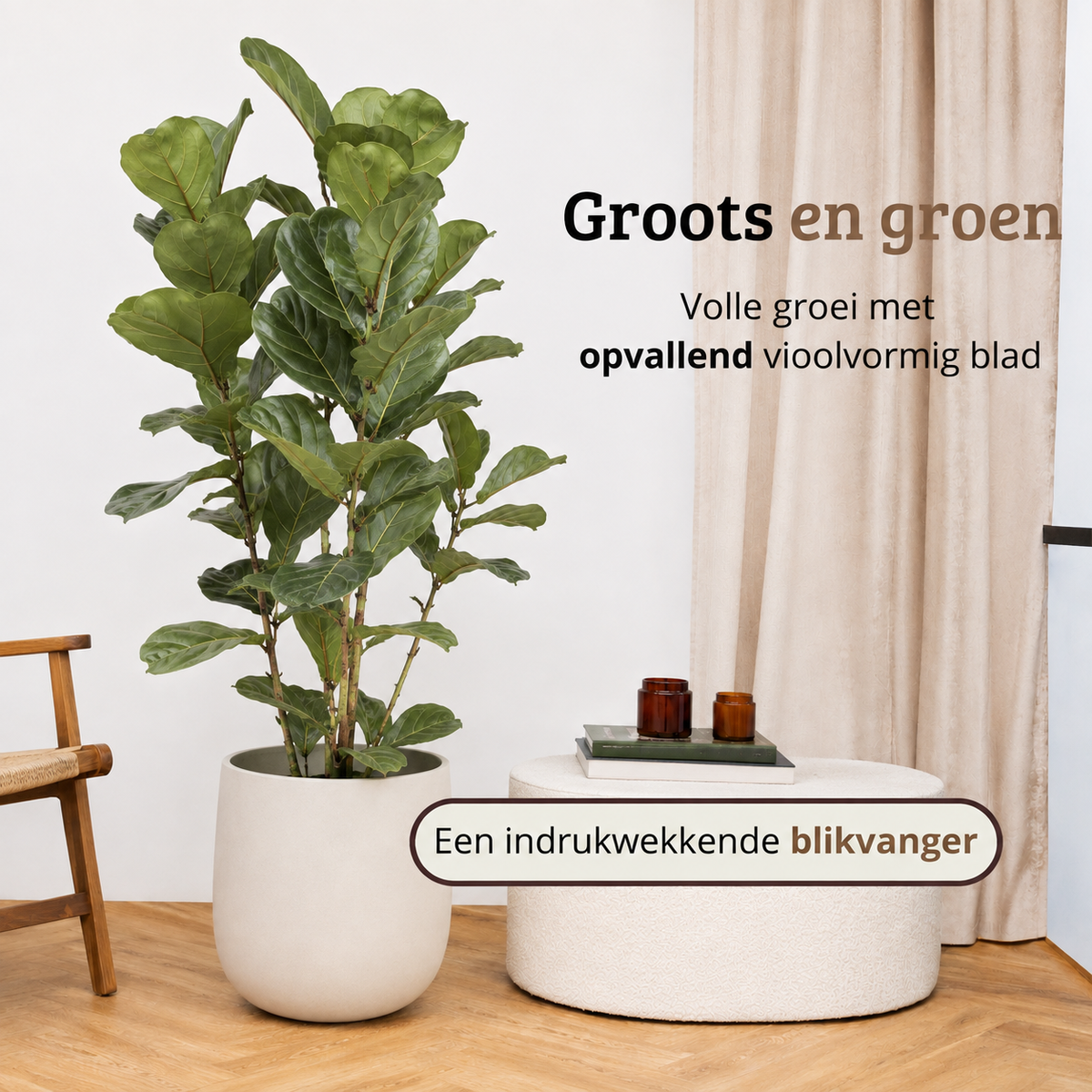 Ficus Lyrata - Potmaat 27 cm - Hoogte 140-160 cm
