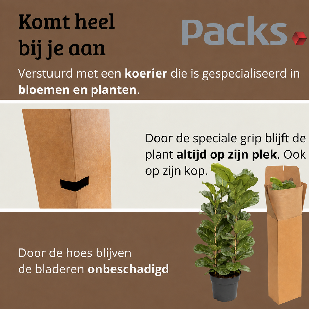 Ficus Lyrata - Potmaat 27 cm - Hoogte 140-160 cm