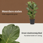 Ficus Lyrata - Potmaat 27 cm - Hoogte 140-160 cm