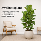 Ficus Lyrata - Potmaat 27 cm - Hoogte 140-160 cm