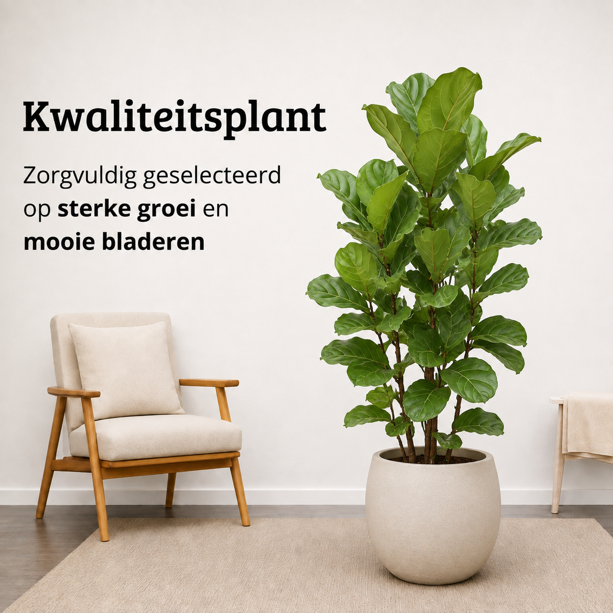 Ficus Lyrata - Potmaat 27 cm - Hoogte 140-160 cm