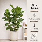 Ficus Lyrata - Potmaat 27 cm - Hoogte 140-160 cm