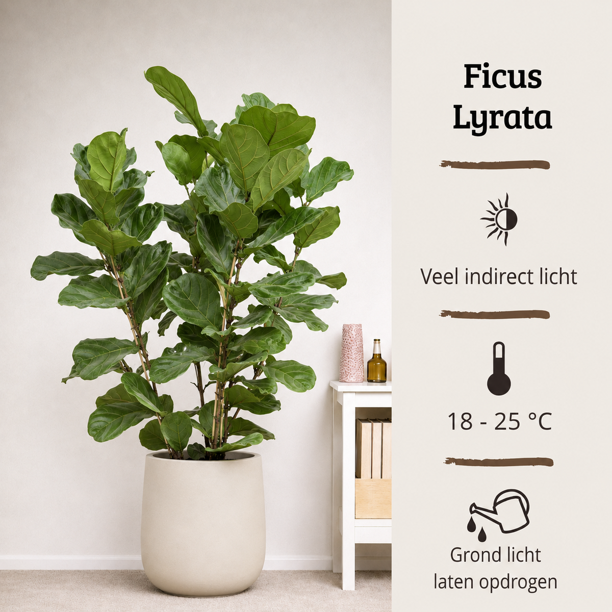 Ficus Lyrata - Potmaat 27 cm - Hoogte 140-160 cm