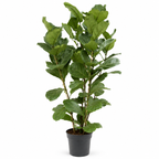 Ficus Lyrata - Potmaat 27 cm - Hoogte 140-160 cm