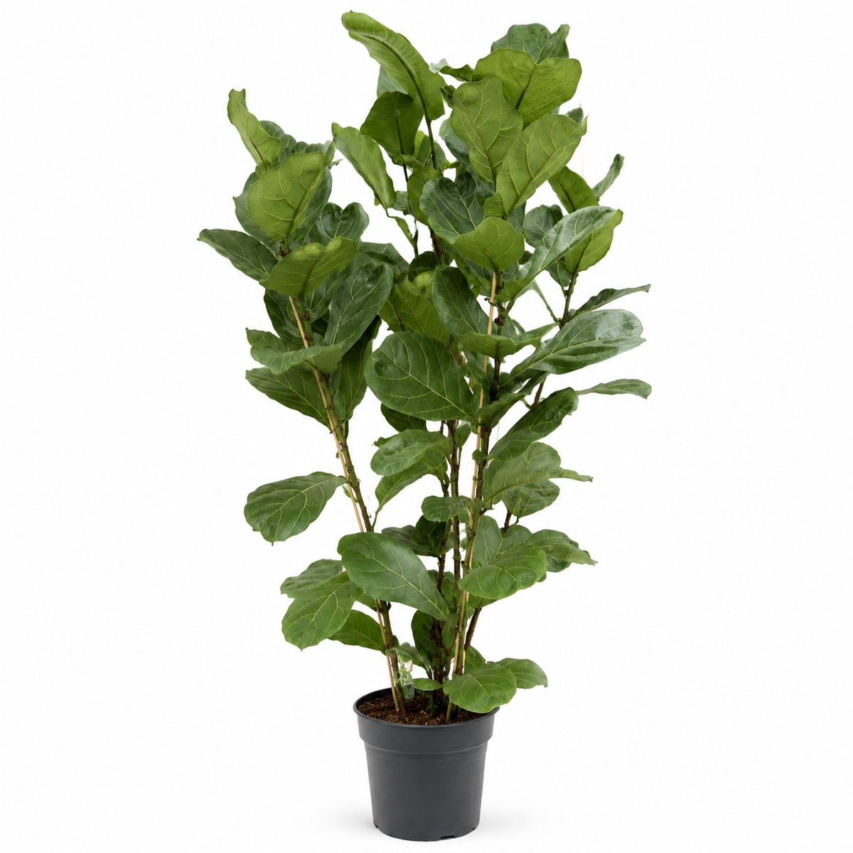Ficus Lyrata - Potmaat 27 cm - Hoogte 140-160 cm