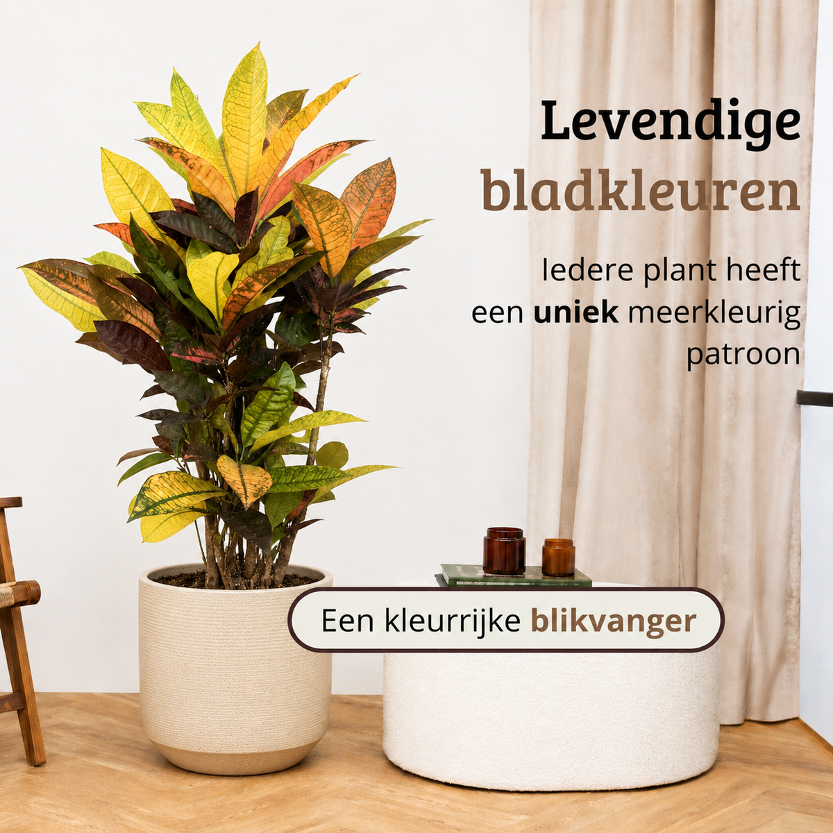 Codiaeum variegatum Petra - 70-90 cm Hoog