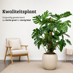 Monstera Deliciosa - 140 - 160cm Hoog