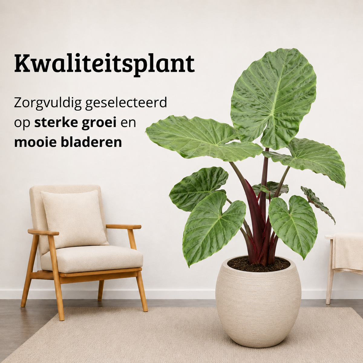 Alocasia Black Stem - 110 - 130cm Hoog