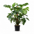 Monstera Deliciosa - 140 - 160cm Hoog
