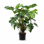 Monstera Deliciosa - 140 - 160cm Hoog