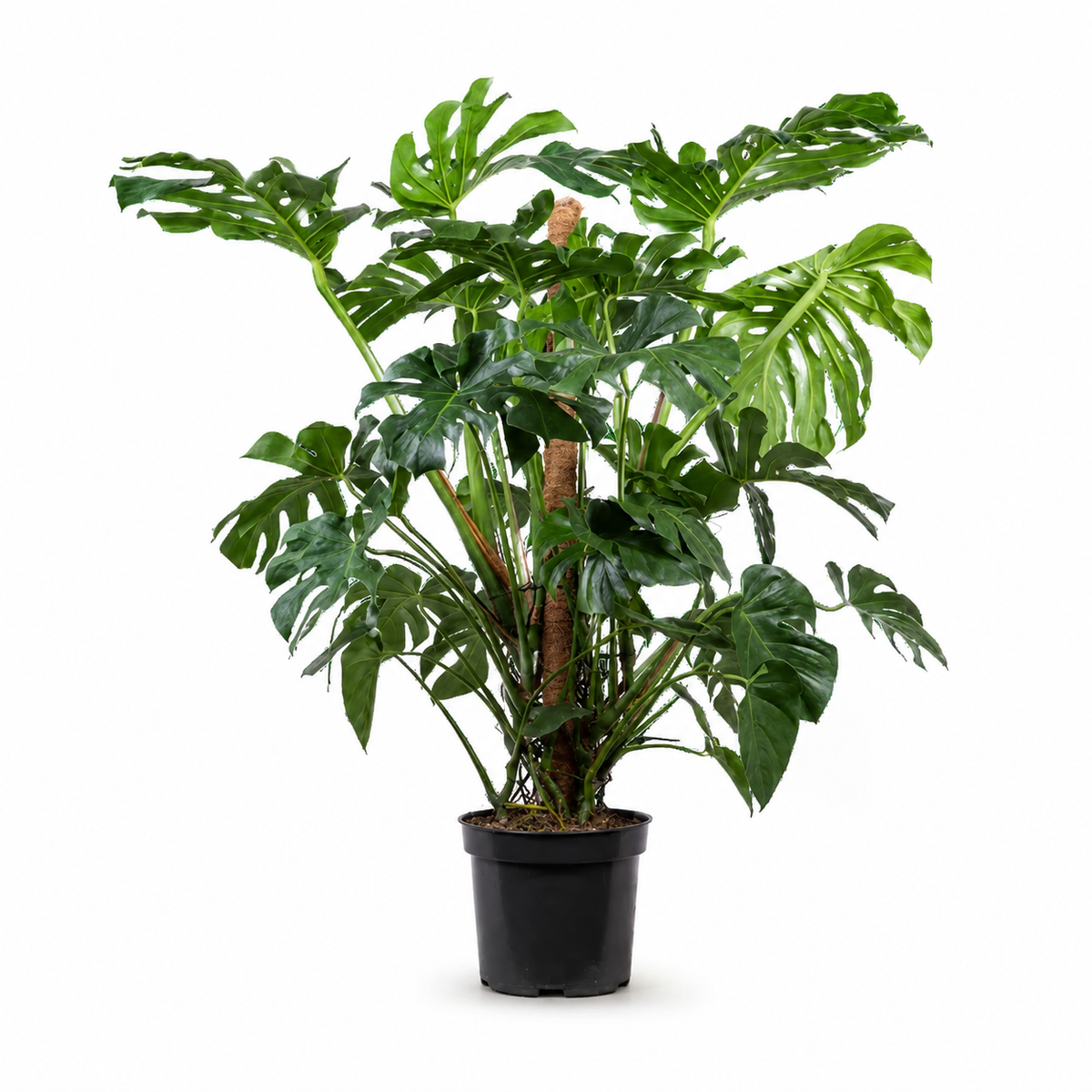 Monstera Deliciosa - 140 - 160cm Hoog