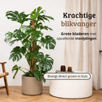 Monstera Deliciosa - 140 - 160cm Hoog