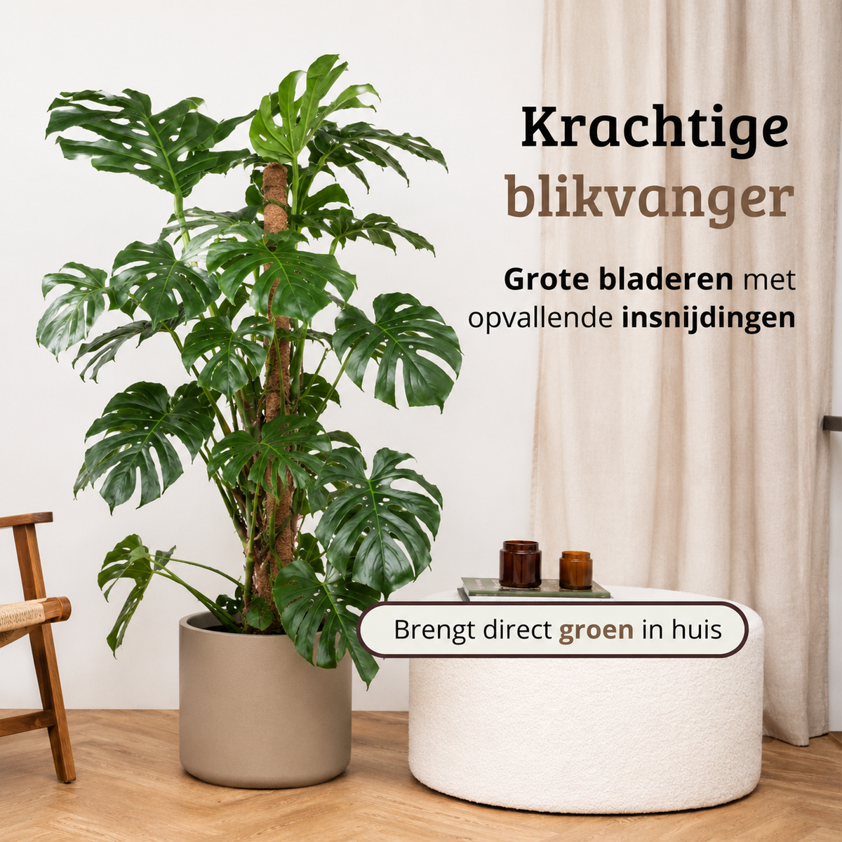 Monstera Deliciosa - 140 - 160cm Hoog