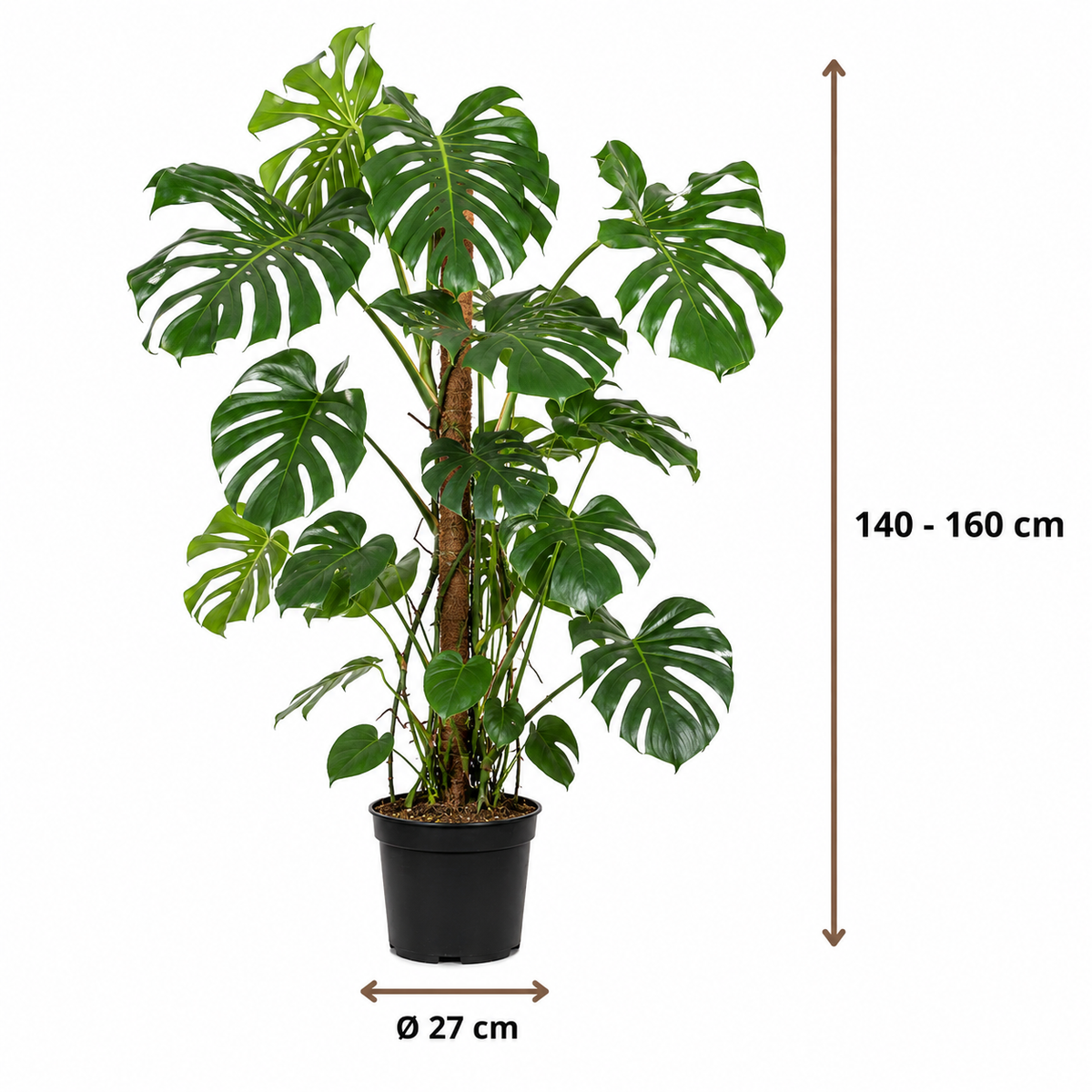 Monstera Deliciosa - 140 - 160cm Hoog