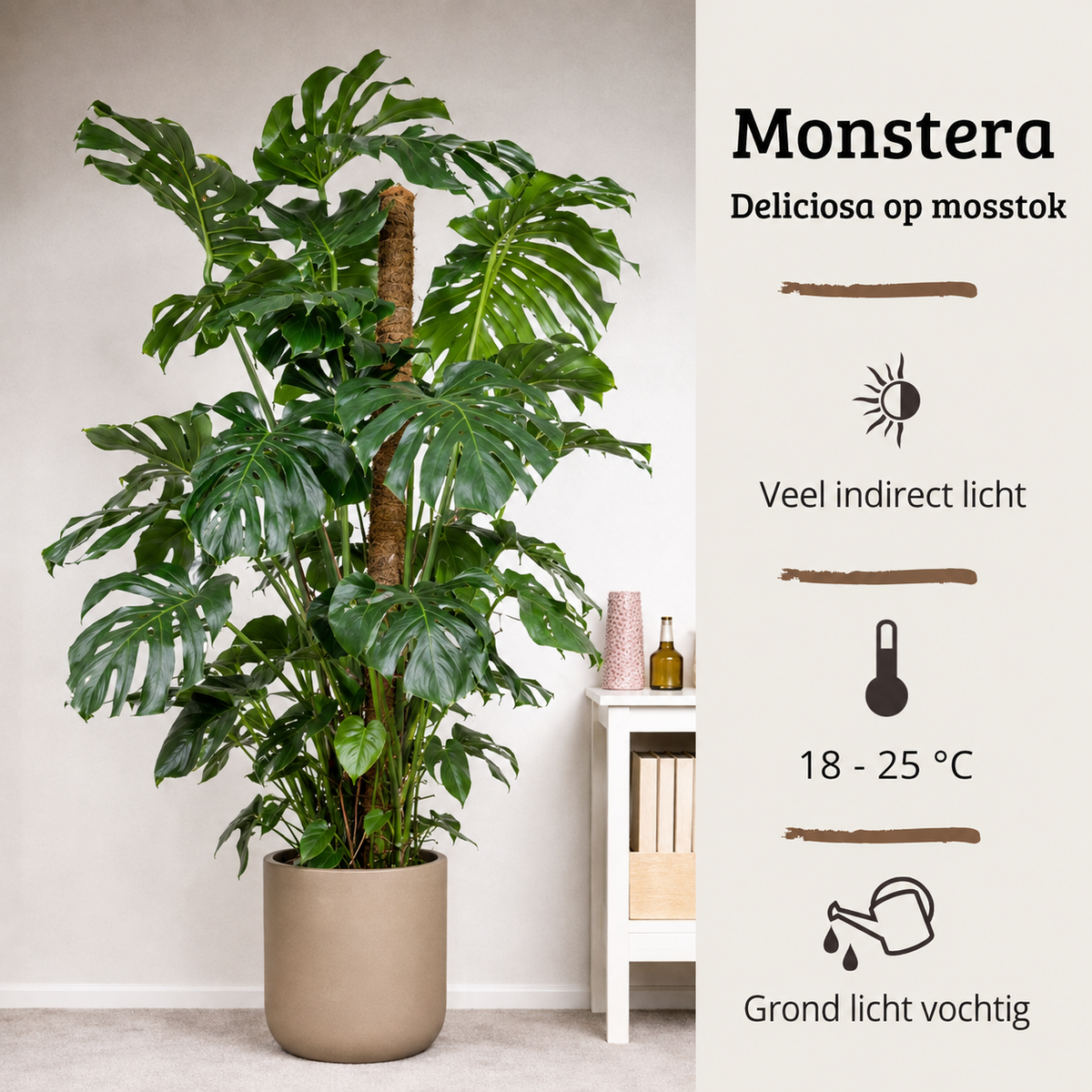 Monstera Deliciosa - 140 - 160cm Hoog