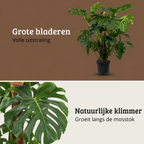 Monstera Deliciosa - 140 - 160cm Hoog