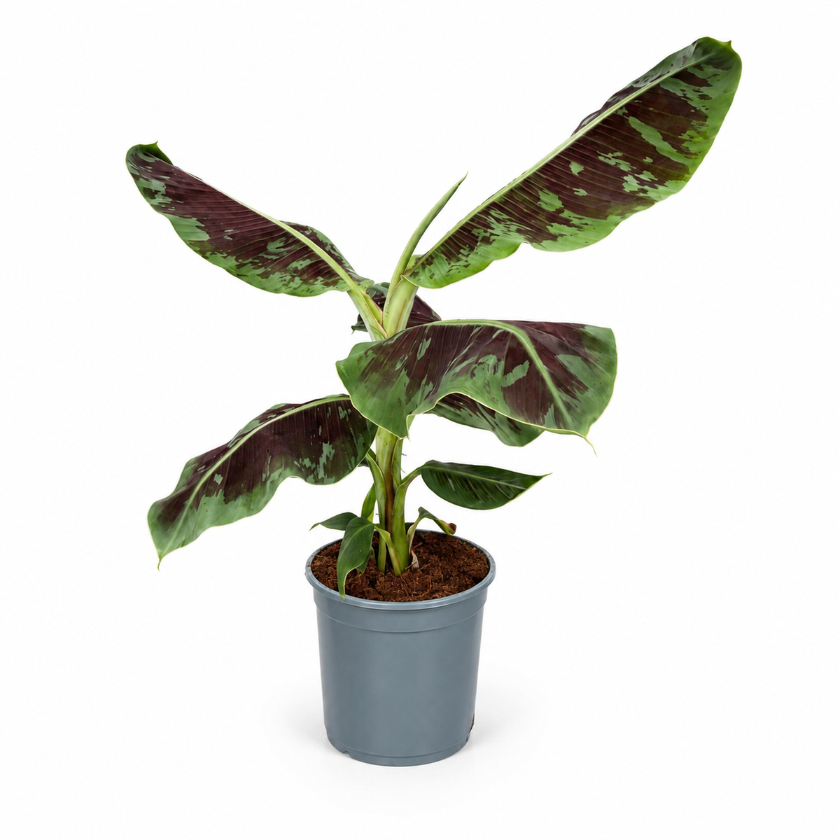Musa Dwarf Cavendish - 90-110 cm Hoog
