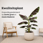 Musa Dwarf Cavendish - 90-110 cm Hoog