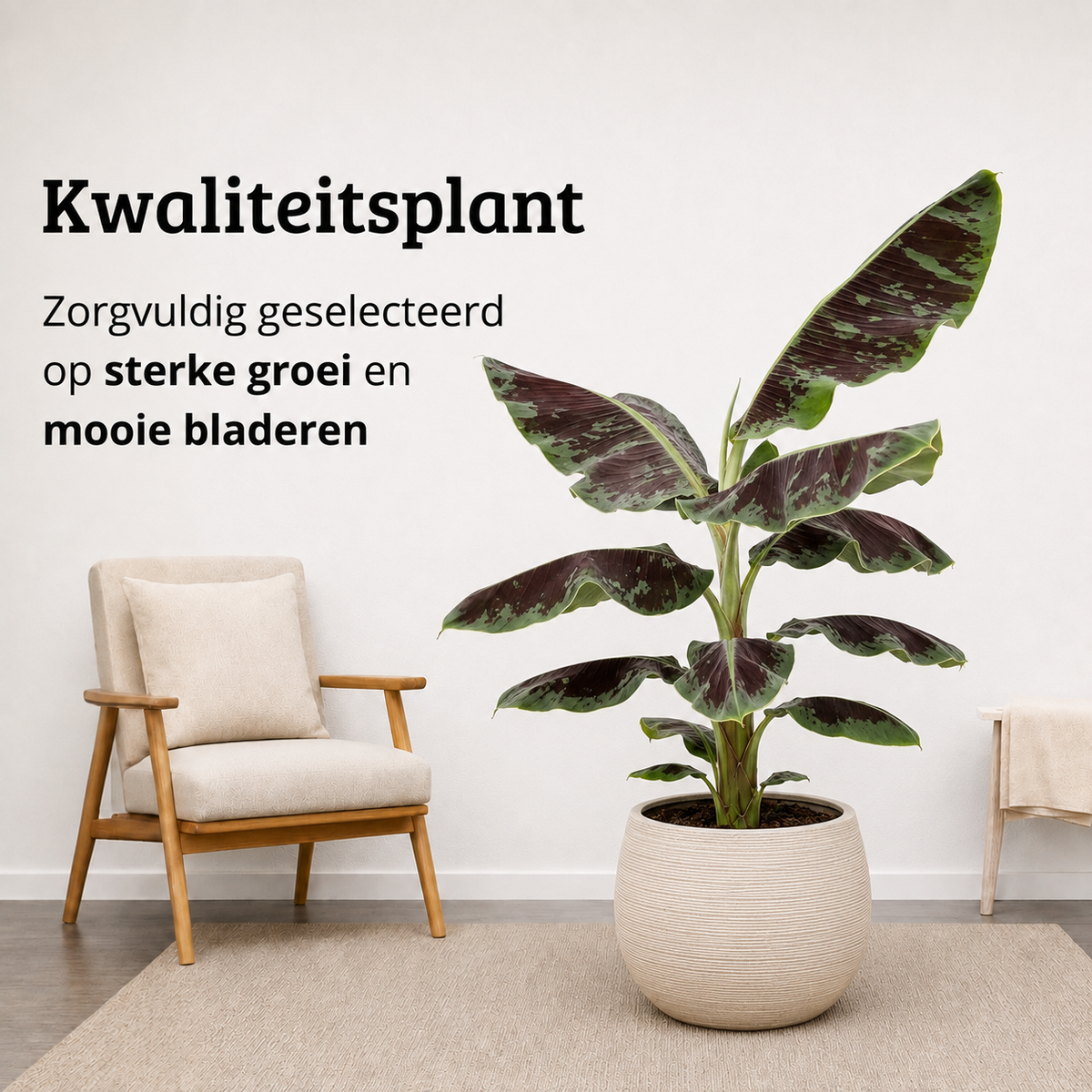 Musa Dwarf Cavendish - 90-110 cm Hoog