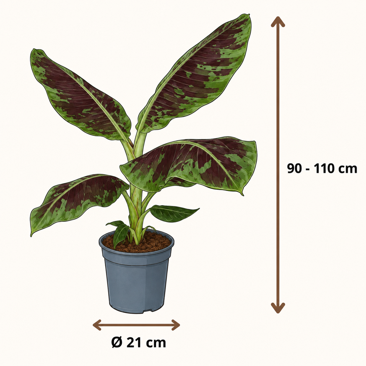 Musa Dwarf Cavendish - 90-110 cm Hoog