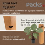 Alocasia Black Stem - 110 - 130cm Hoog