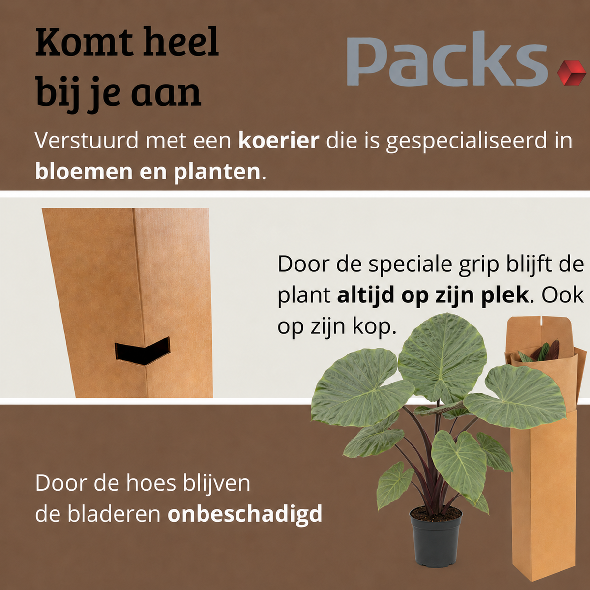 Alocasia Black Stem - 110 - 130cm Hoog