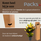 Codiaeum variegatum Petra - 70-90 cm Hoog