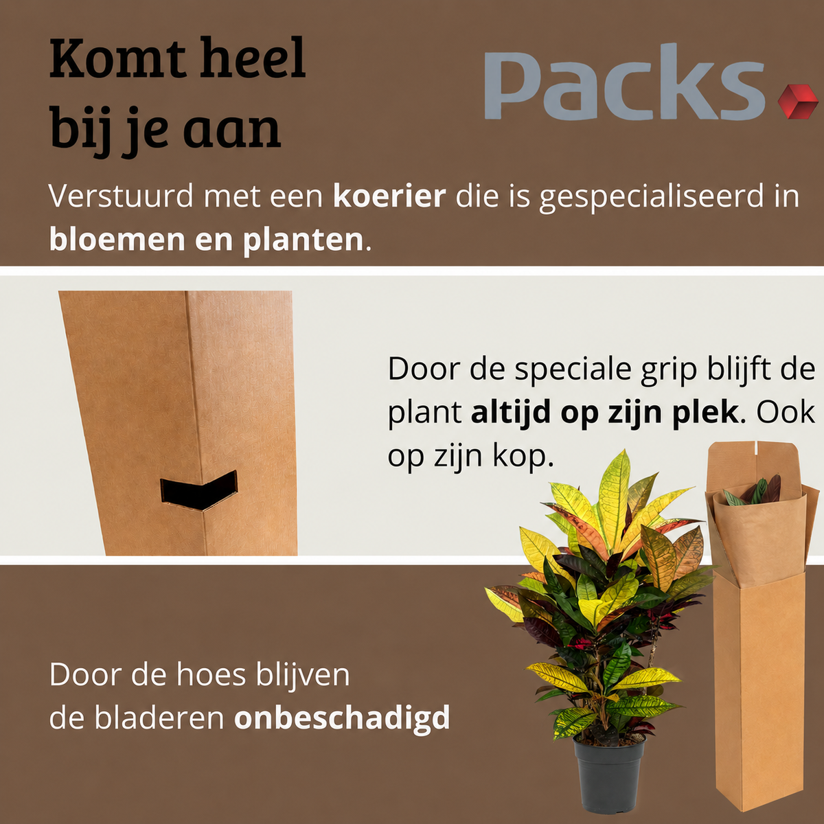 Codiaeum variegatum Petra - 70-90 cm Hoog