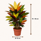 Codiaeum variegatum Petra - 70-90 cm Hoog