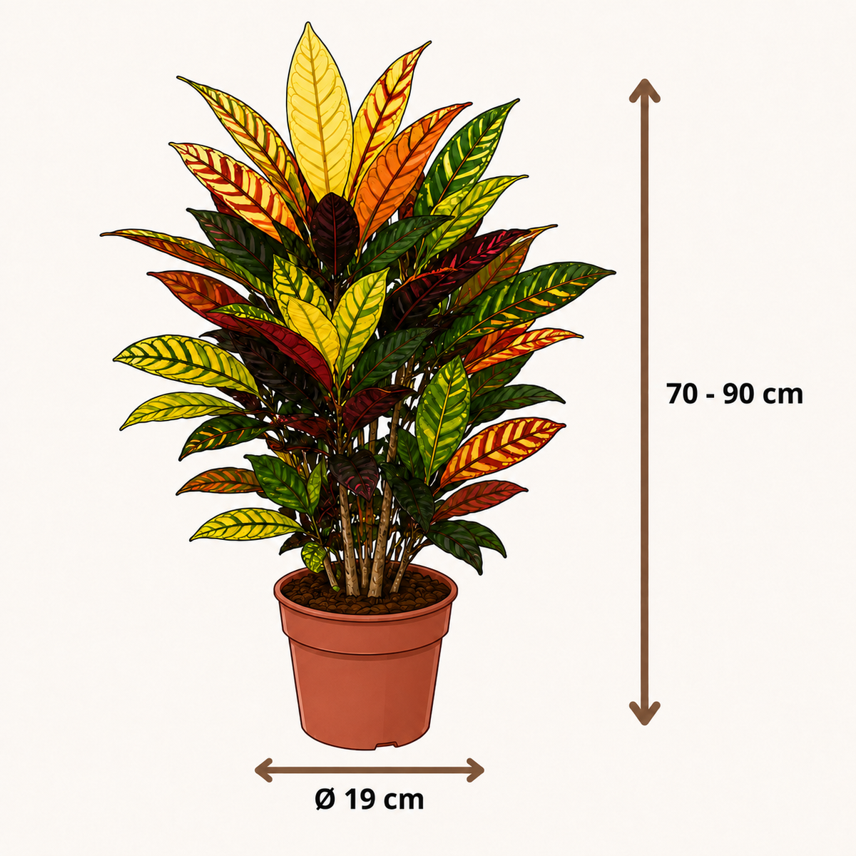 Codiaeum variegatum Petra - 70-90 cm Hoog